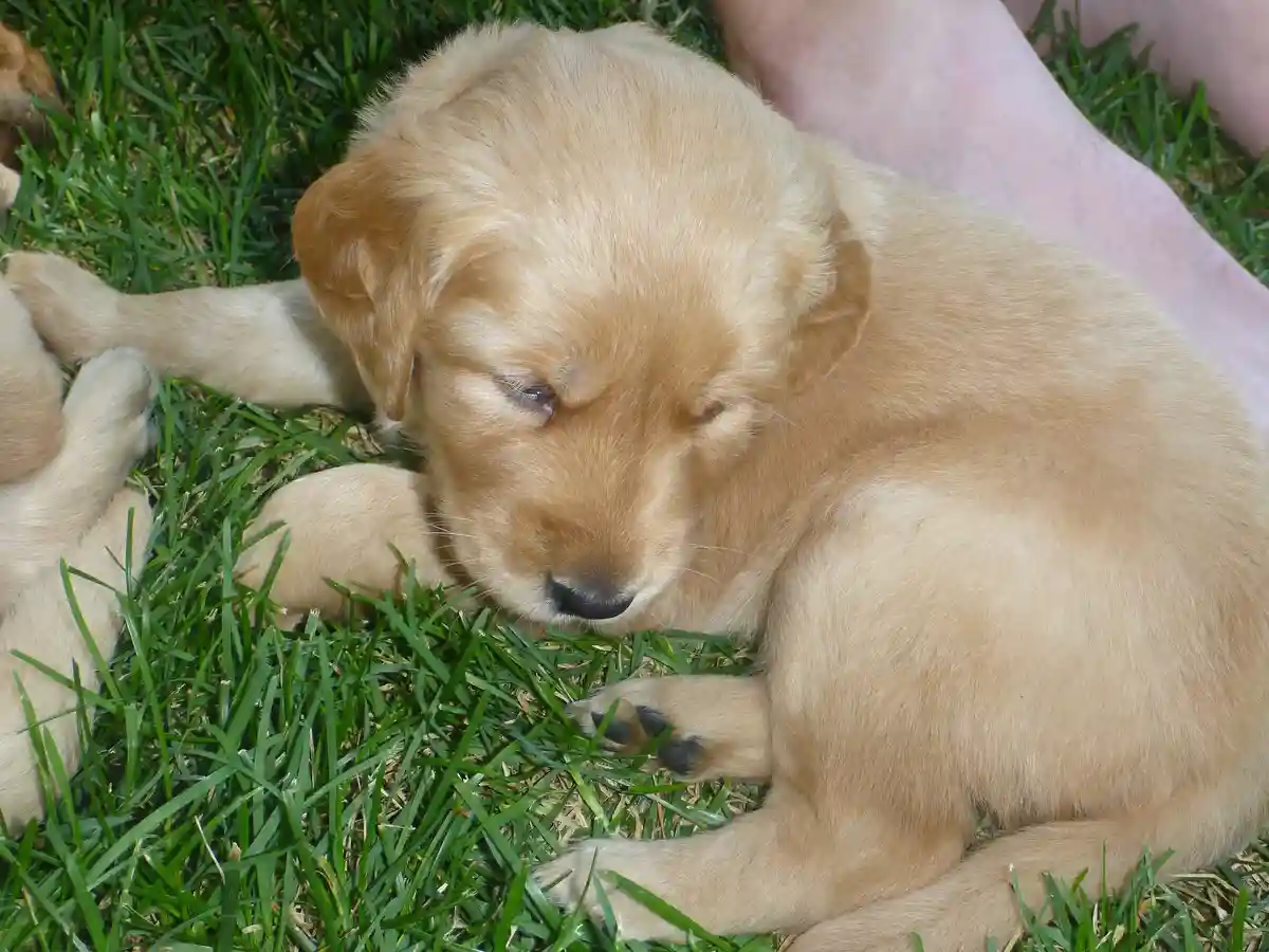 A sleepy golden retriever puppy with closed eyes rests curled on green grass, partially overlapping a human leg. The…