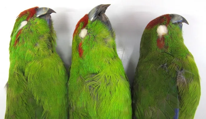 three green parrots with red crests and white circles on their cheeks stand side by side against a plain white background…
