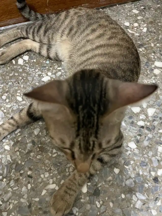 Cute Cat Shenanigans