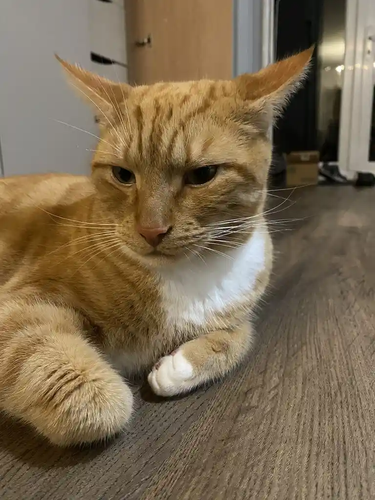 An orange tabby cat with a white chest and paws lies on a wooden floor, looking directly at the camera with a stern…