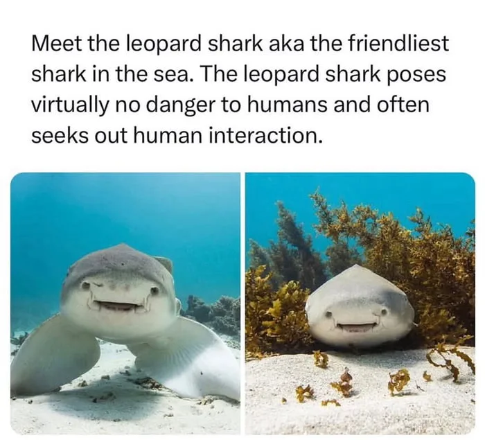 Two underwater photos of a leopard shark, one looking directly at the camera with a wide, toothy grin, the other peeking…