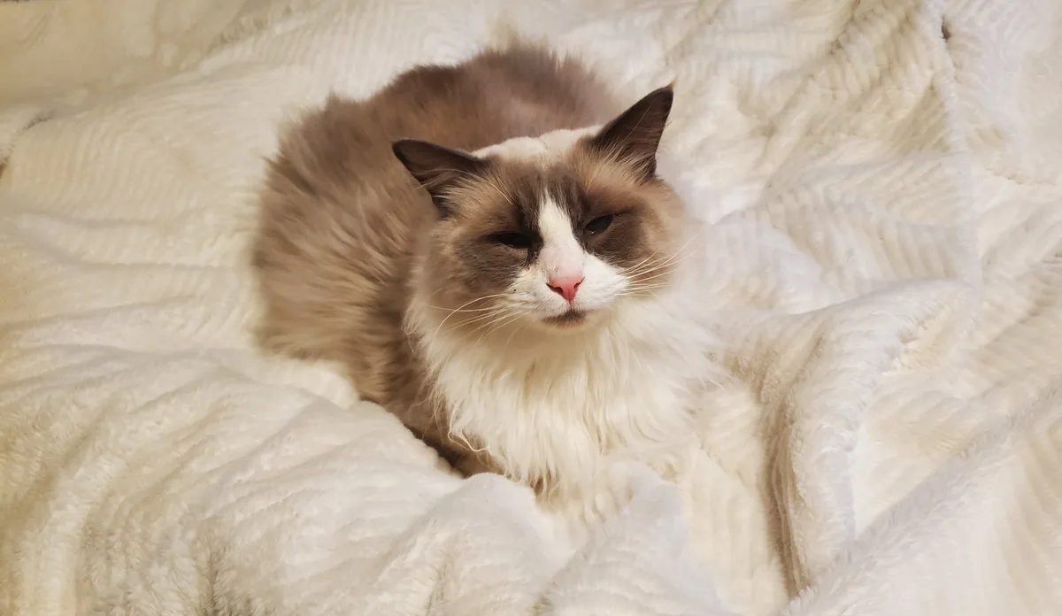 A fluffy, long-haired cat with brown and white fur and a pink nose is curled up on a soft, textured white blanket. The cat…