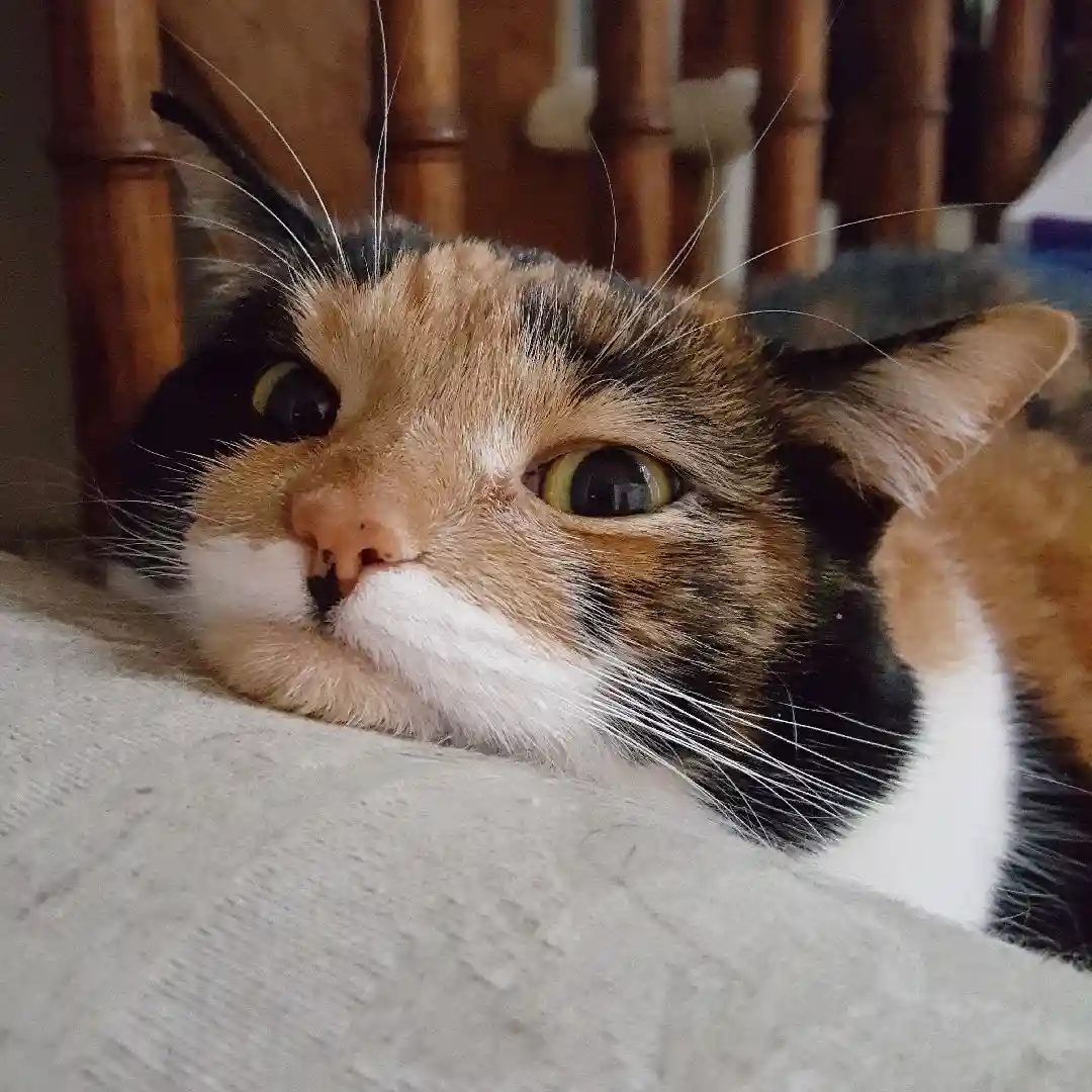 A close-up of a calico cat with wide, unblinking yellow-green eyes looking directly at the camera, resting its head on a…