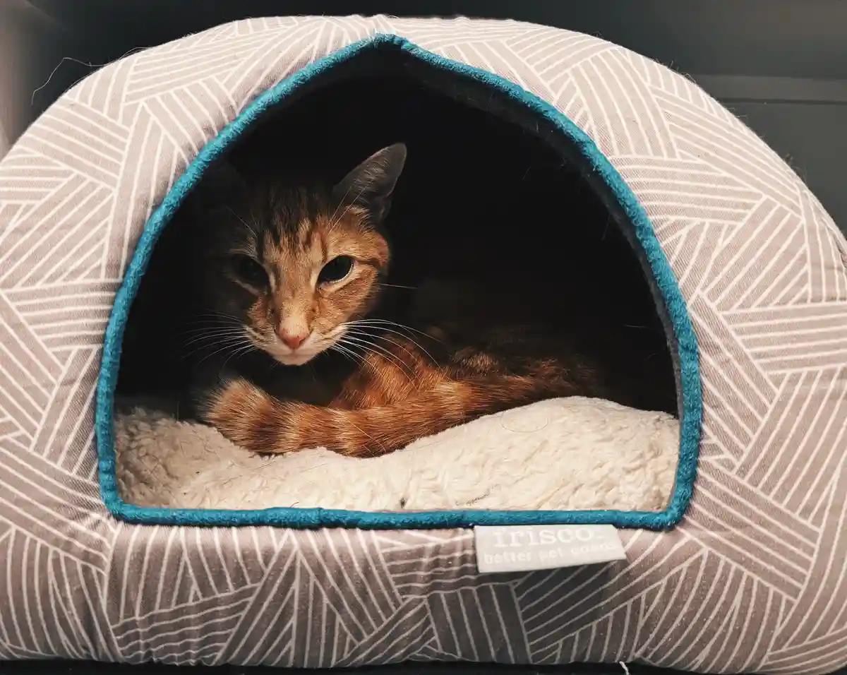 Magnus Discovers His Beloved Old Bed Again