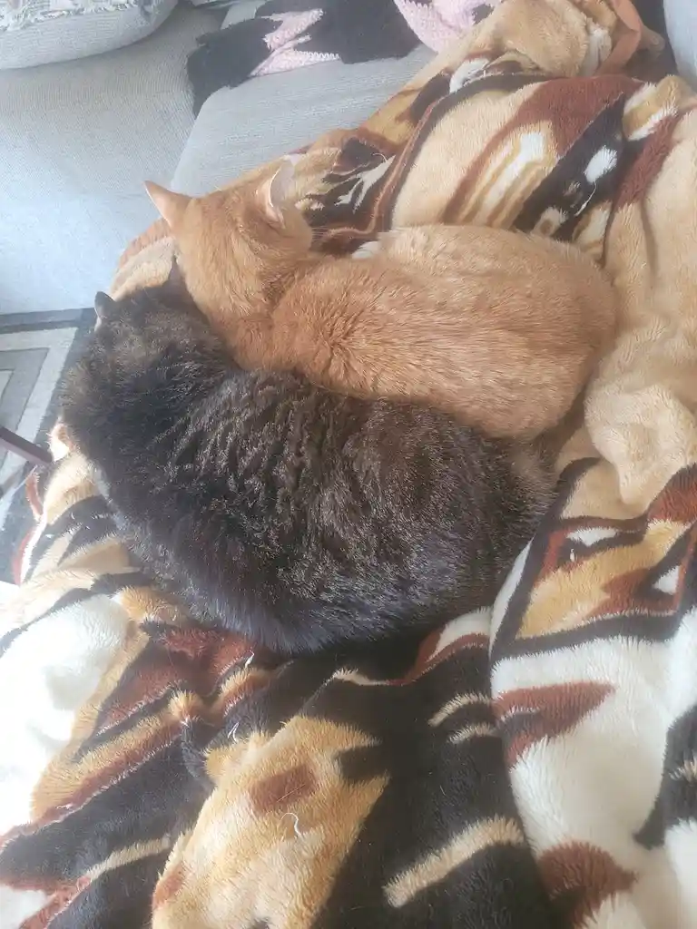 Two cats, one dark tabby and one orange tabby, are curled up together on a patterned blanket. The orange cat is resting on…