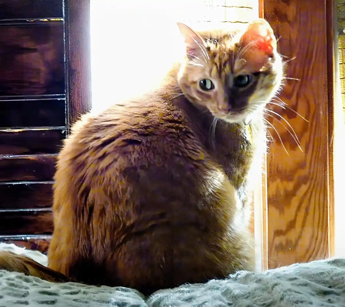 A fluffy orange tabby cat sits in a sunlit doorway, its fur and especially its ear visibly stained with a reddish-brown…