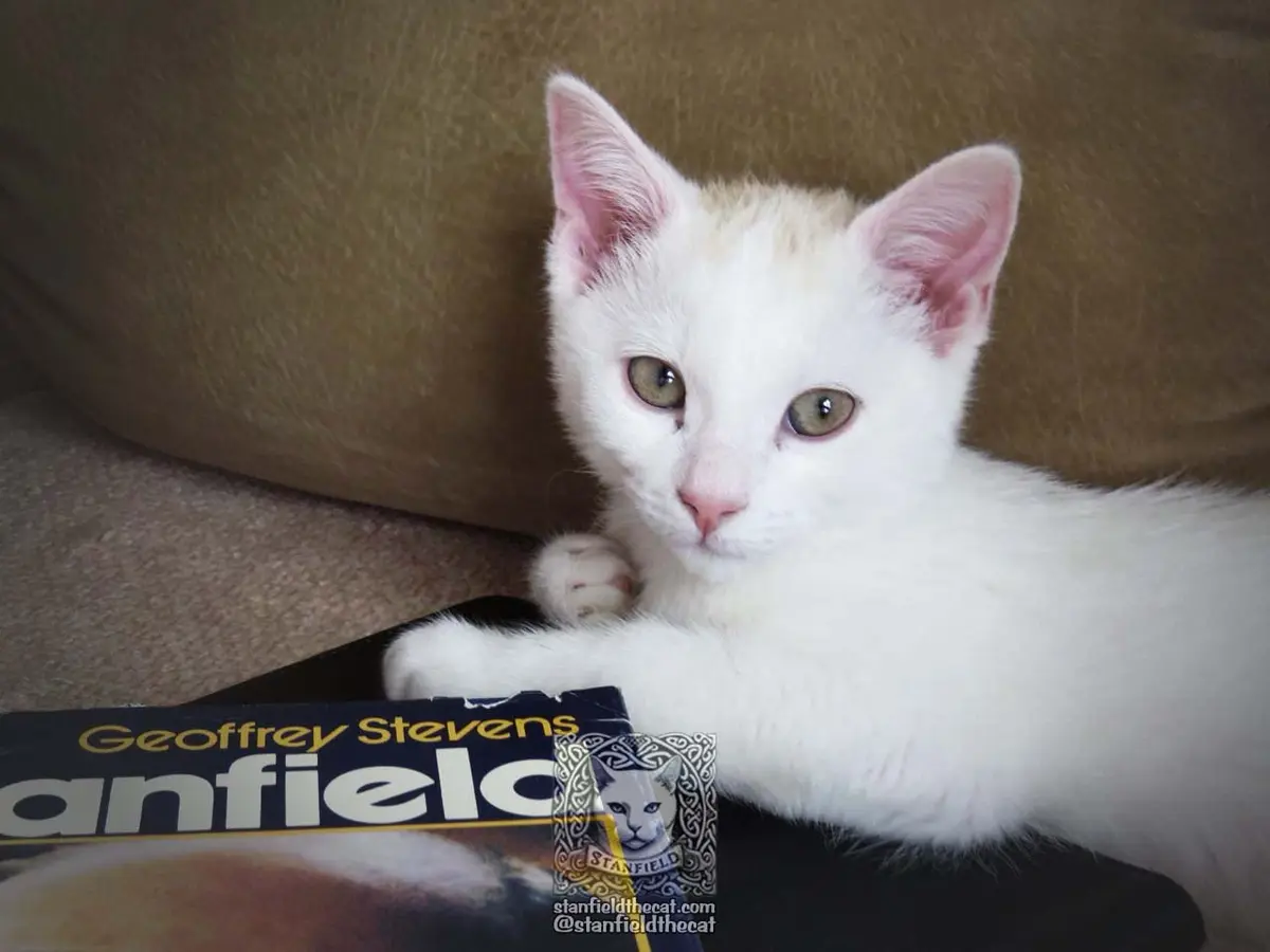A white kitten with pink ears and green eyes sits on a brown couch, resting its paws on a book titled 'Geoffrey Stevens…