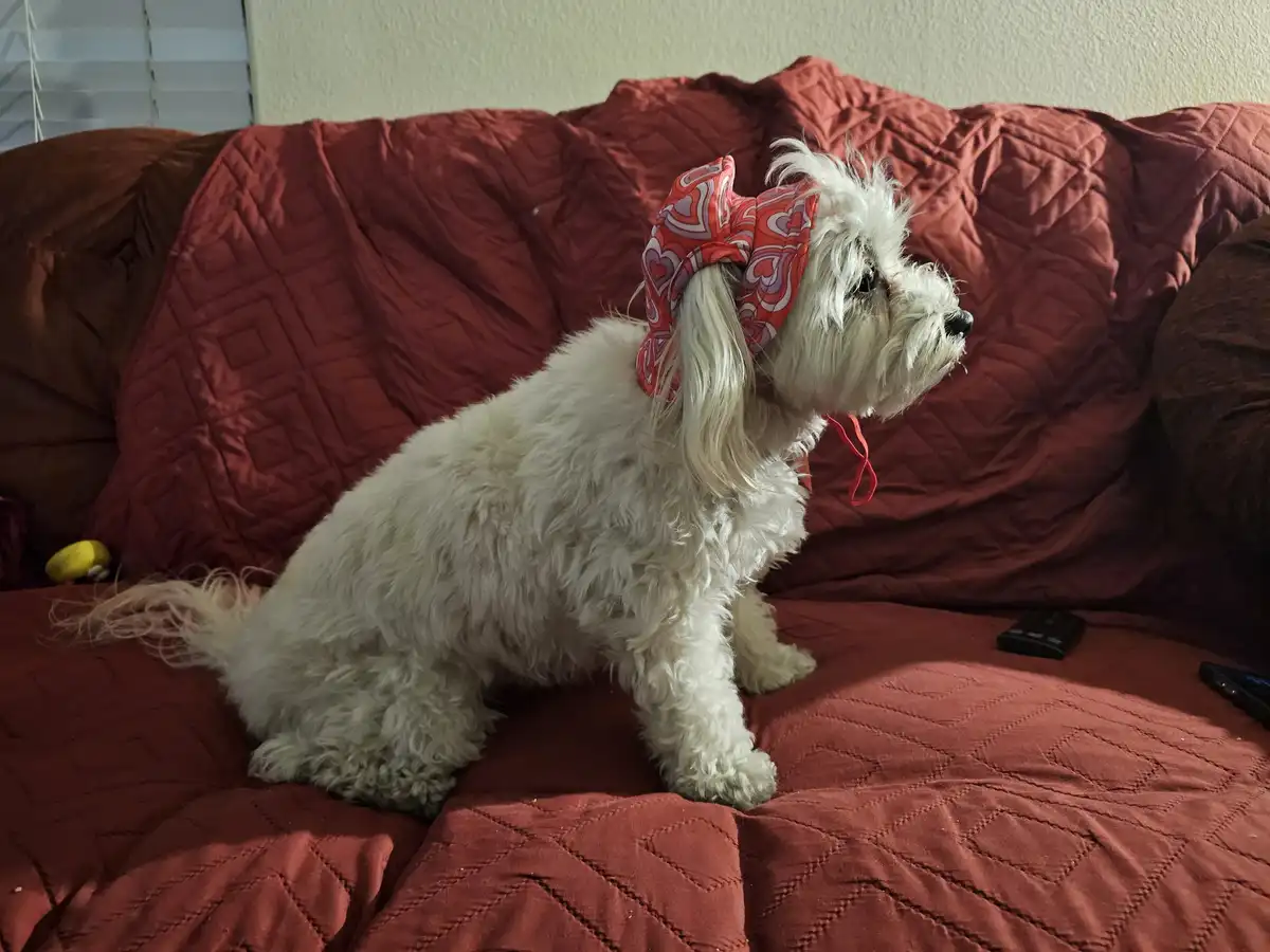 A small, fluffy white dog with long hair sits upright on a red quilted couch, wearing a large red and white patterned bow on…