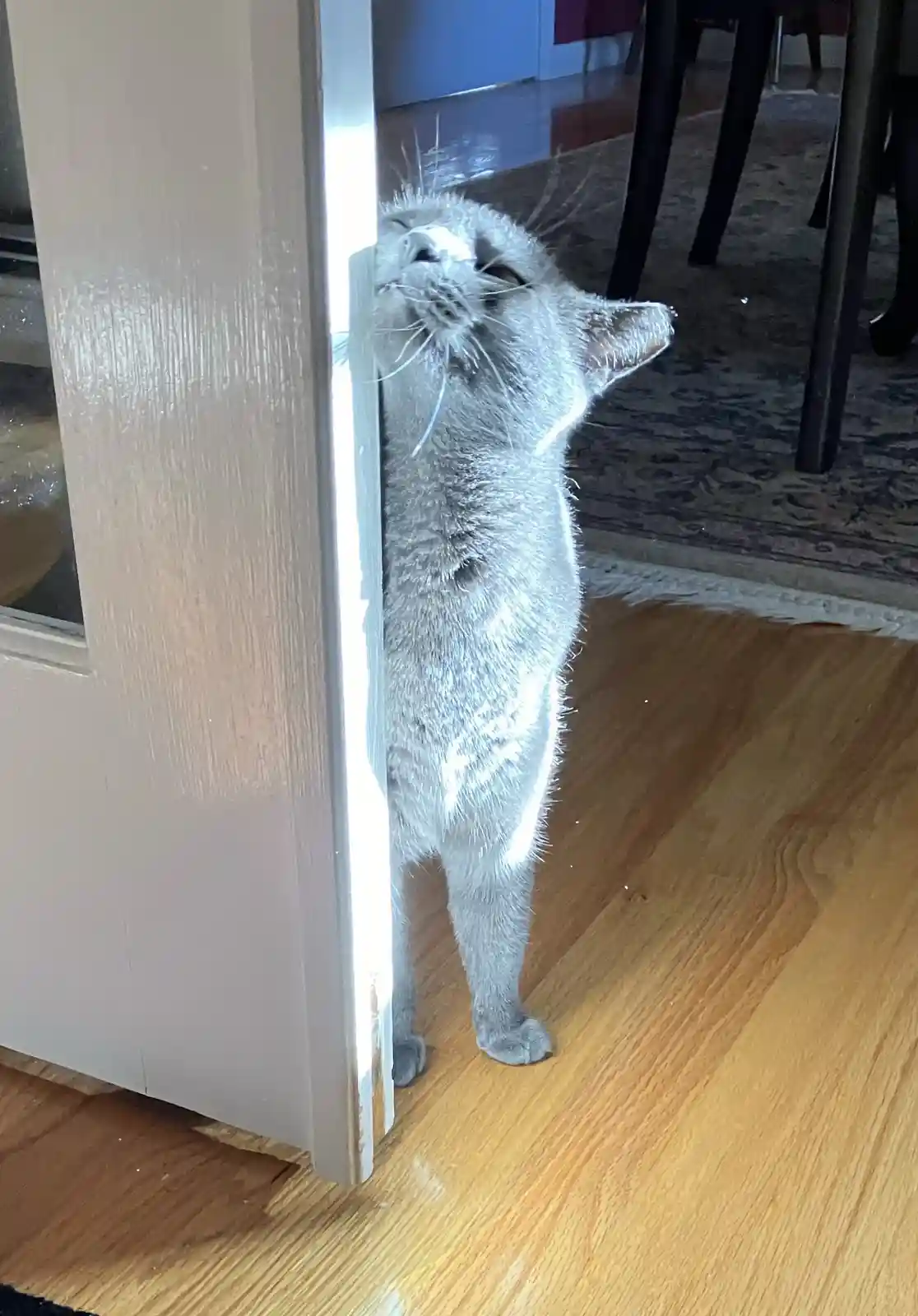 A gray cat stands on its hind legs, pressing its head against a partially open door frame, looking upward with a pleading…