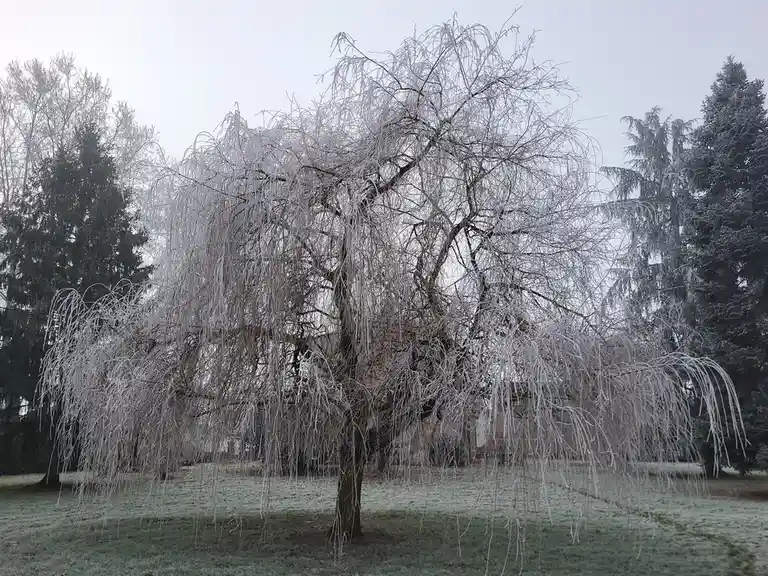 A weeping willow tree is heavily frosted with ice, its branches hanging down like icicles against a gray sky, with evergreen…