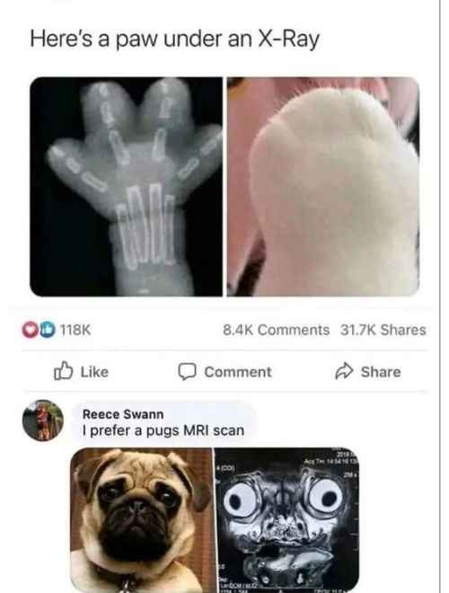 The image displays two side-by-side photos: an X-ray of a cat's paw showing bones and a normal photo of the same paw. Below…
