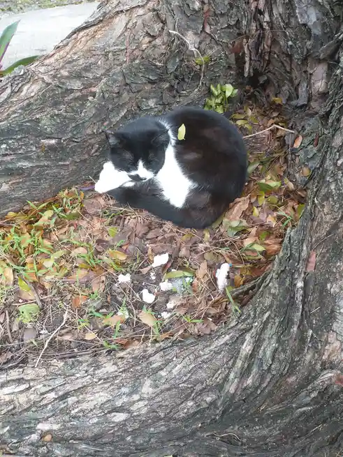 A black and white cat is curled up sleeping inside a hollow tree trunk filled with leaves and small white pieces of debris…