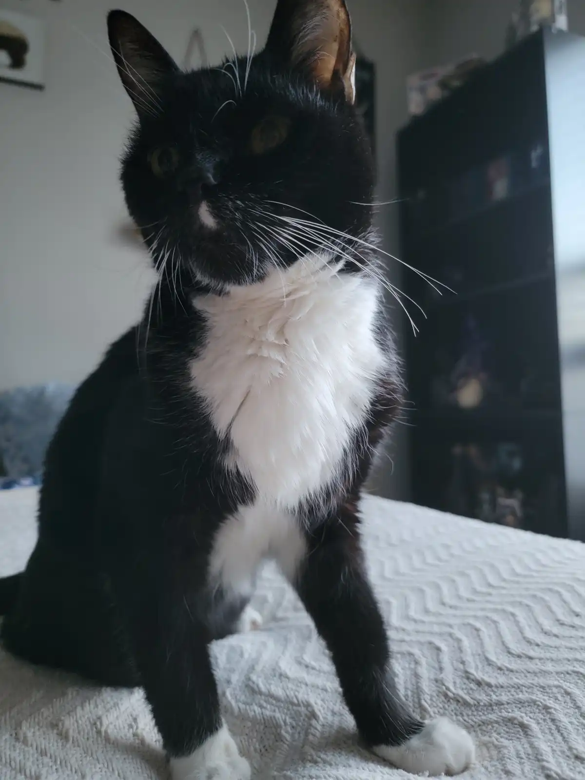 A black and white cat with a prominent white chest and paws sits upright on a textured white blanket, looking slightly…