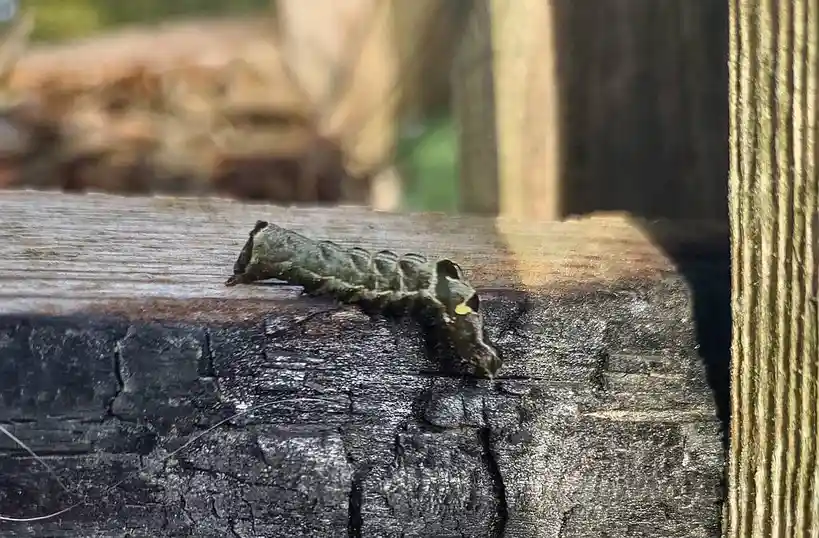 A greenish-brown caterpillar with a yellow spot on its head crawls on a weathered, dark wooden surface. The overlaid text…