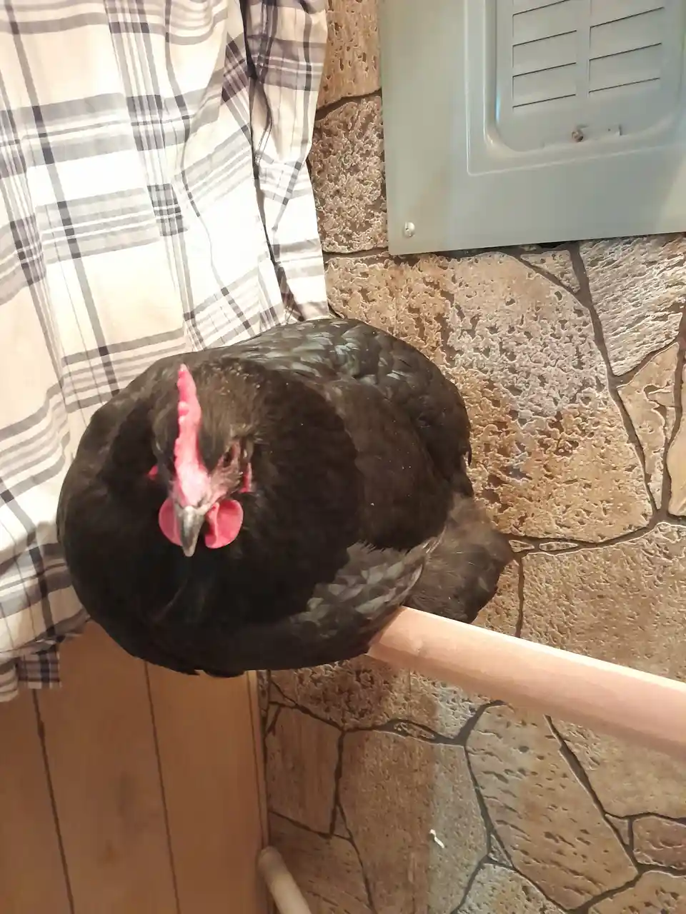 Meet the Charming Hilda House Chicken
