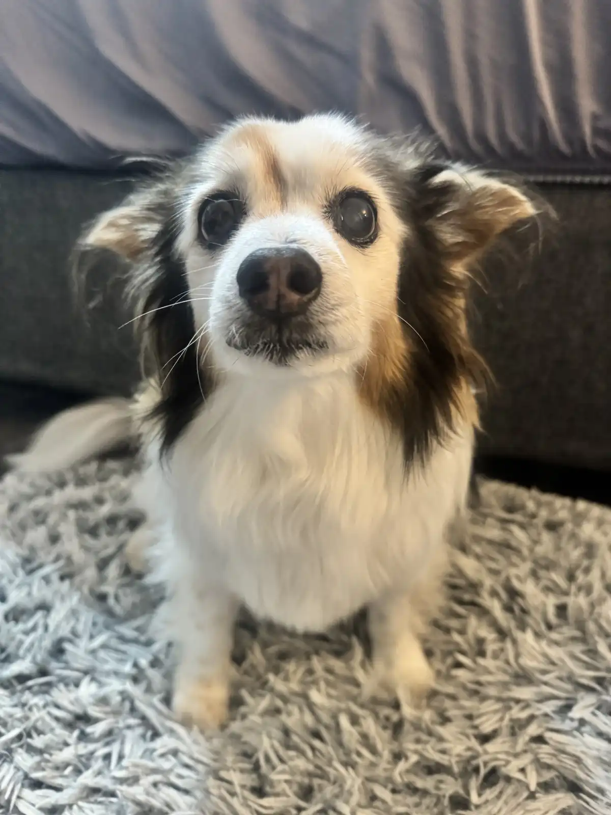 A small, fluffy dog with large, expressive eyes and a white and brown coat sits on a shaggy gray rug in front of a dark…