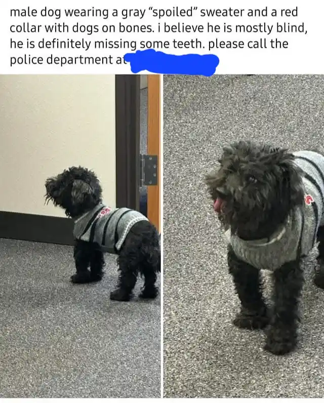 A split-screen image shows a small, black, shaggy dog in a gray sweater and red collar. The left panel shows the dog…