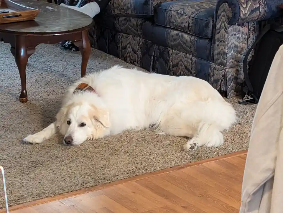 A fluffy white dog lies sprawled on a beige carpet in a living room, looking relaxed and slightly dazed. Behind it is a dark…