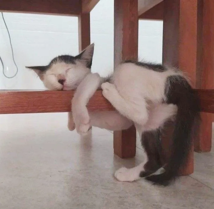A black and white cat is sleeping soundly with its head resting on a wooden table leg, its body curled up and paws dangling…
