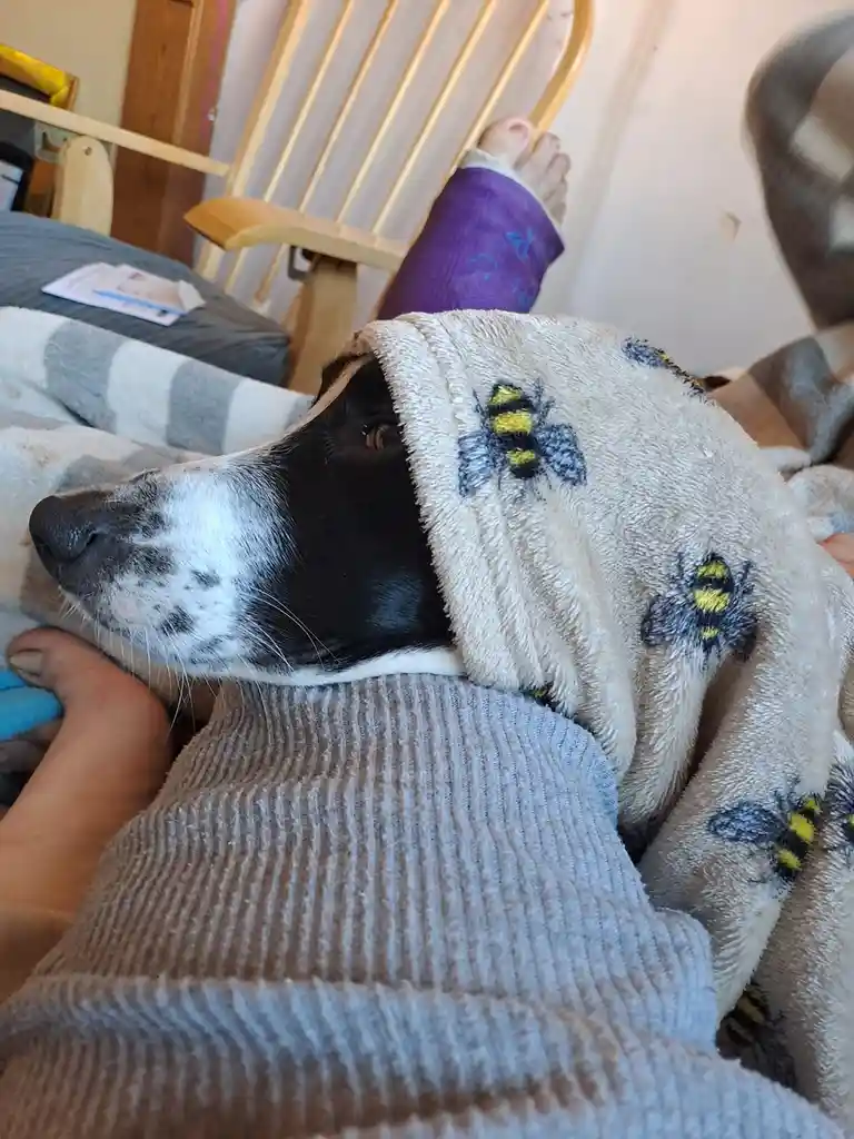 A black and white dog is resting with its head peeking out from under a beige blanket with embroidered bumblebees. In the…