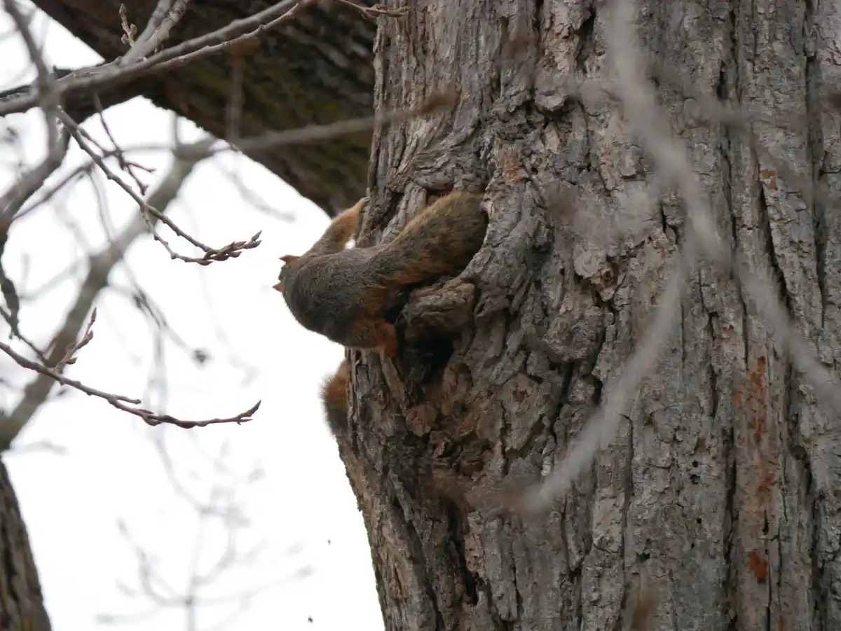 A squirrel is seen from behind, partially wedged into a hollow in the trunk of a large, textured tree with bare branches…