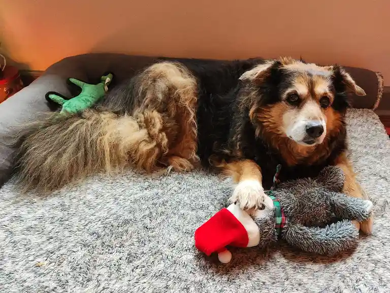 A fluffy, long-haired dog with black, brown, and tan fur lies on a grey textured dog bed, looking directly at the camera…