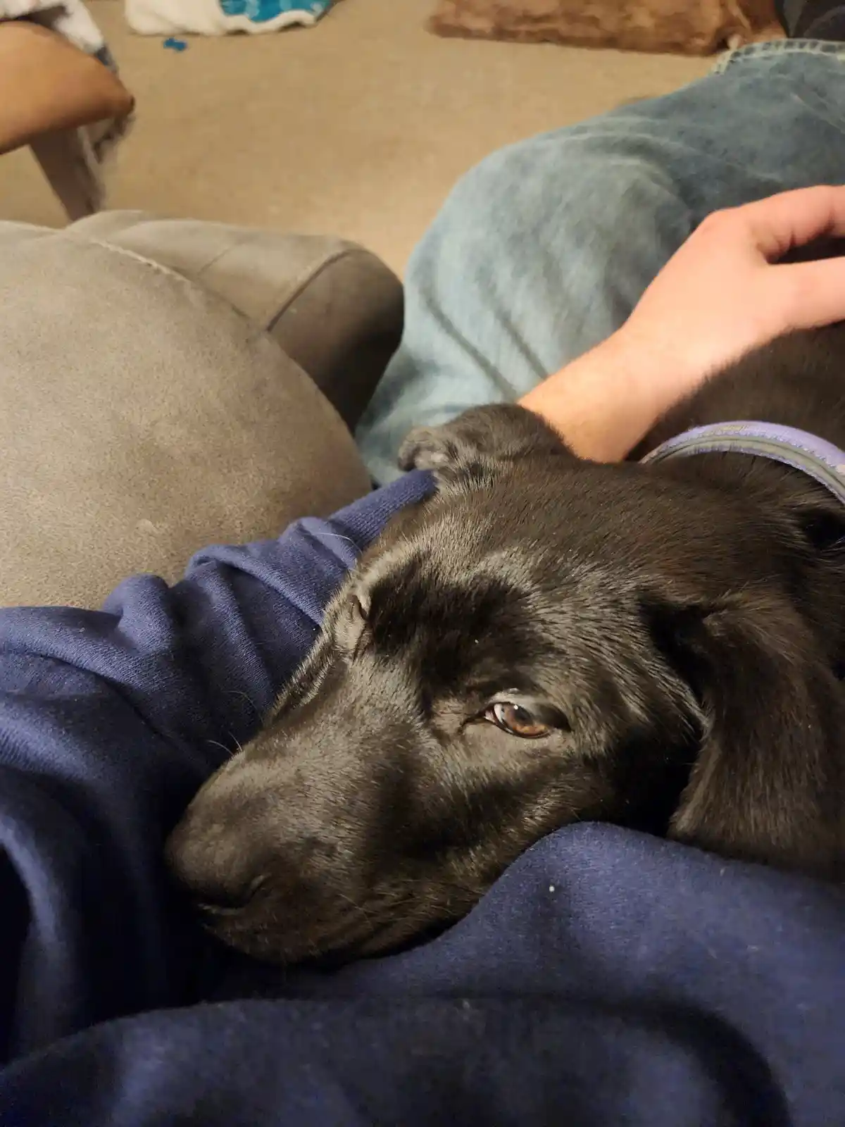A black dog with one eye open and one closed rests its head on a person's lap, who is wearing a blue hoodie and jeans. The…