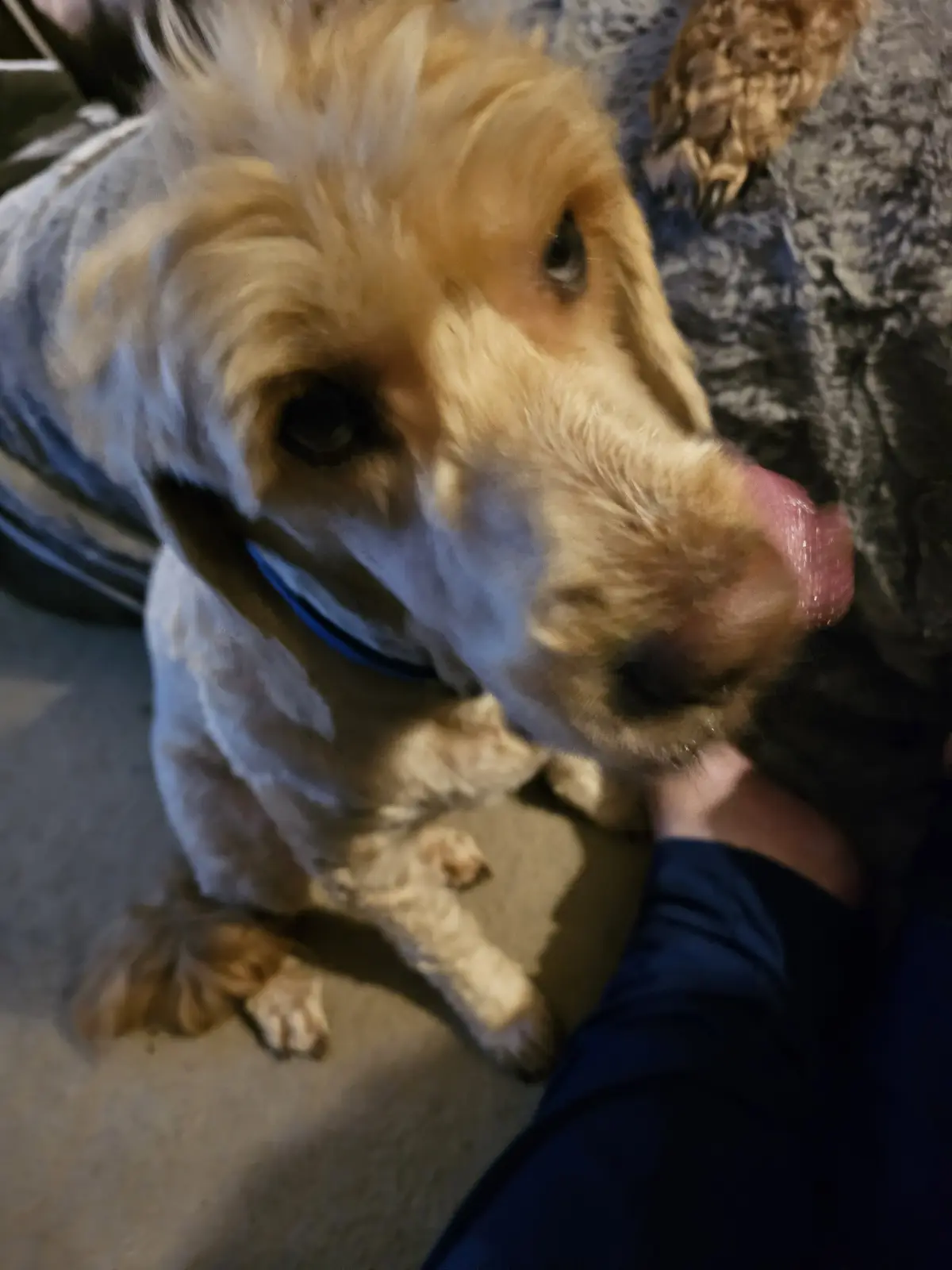 A blurry, close-up photo shows a golden-colored dog licking a person's hand. The dog has long fur and is wearing a blue…