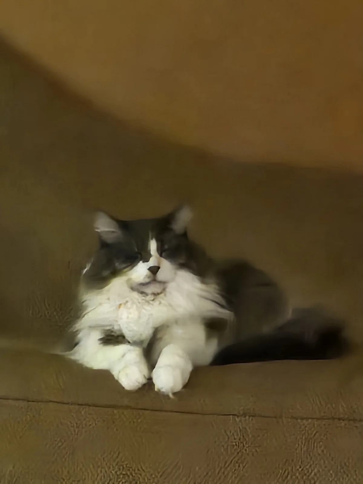 A long-haired, fluffy black-and-white cat is lounging on a brown couch, appearing very relaxed with its eyes half-closed…
