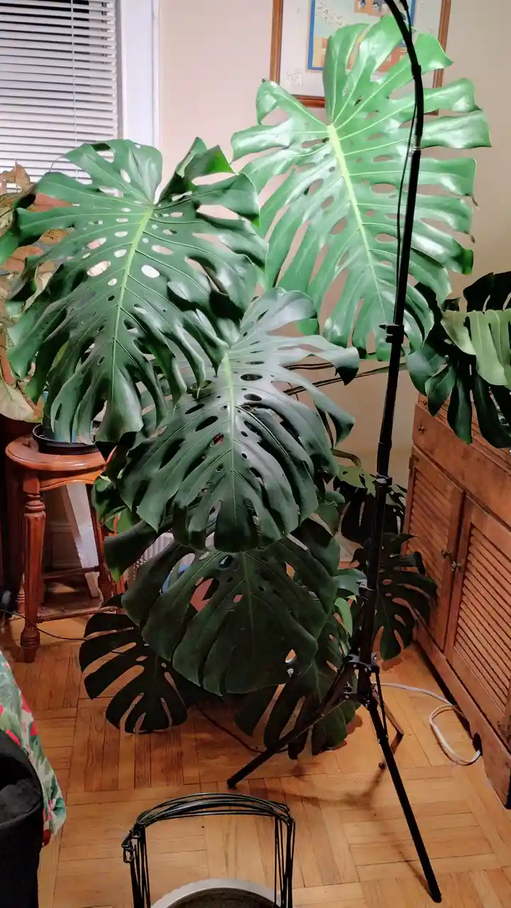 A large, lush monstera plant with giant, perforated green leaves dominates a room with wooden floors and furniture. A black…