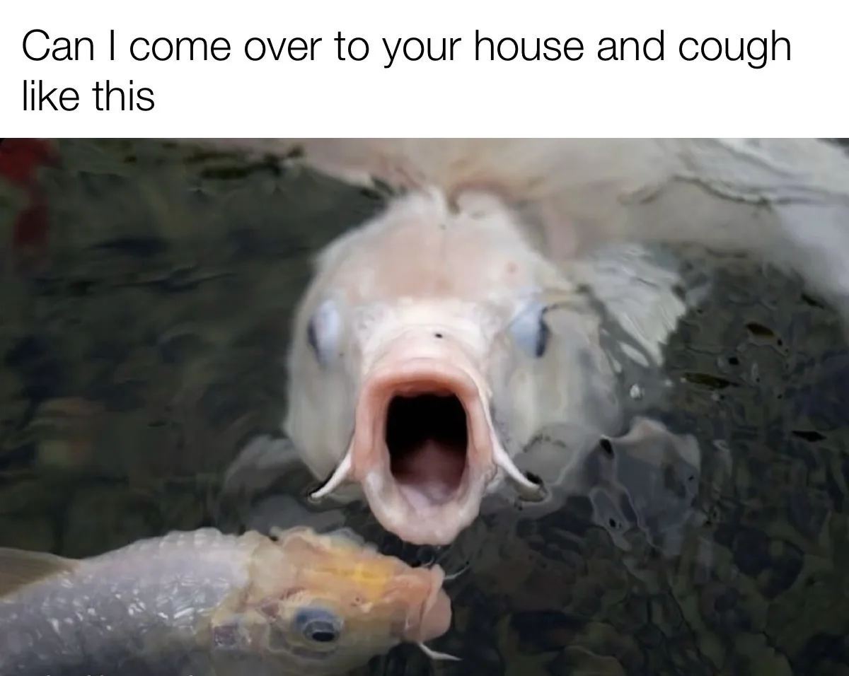 A close-up photo shows a large, pale fish with its mouth wide open underwater, appearing to cough or gasp, while a smaller…
