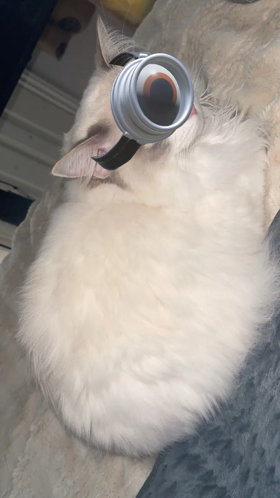 A fluffy white cat is shown sleeping or resting with its eyes closed, and a single large, cartoonish, silver monocle with a…