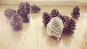 A sequence of six images shows a small hedgehog on a wooden floor surrounded by pinecones. In the first image, the hedgehog…