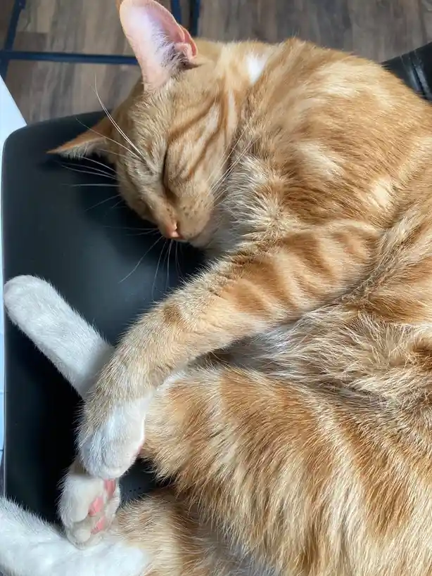 An orange tabby cat with white paws is curled up asleep on a black chair, one paw resting near its face. The overlaid text…