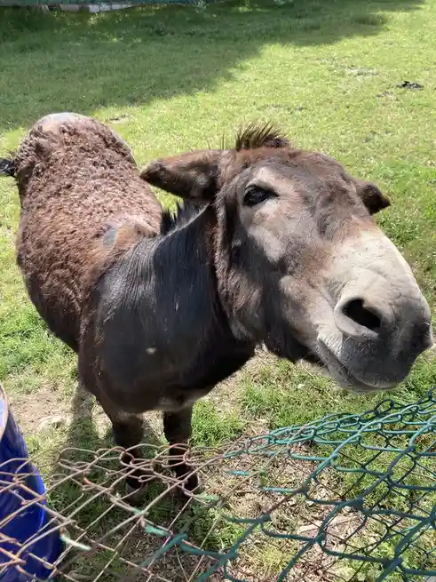 A donkey stands behind a green chain-link fence in a grassy area, looking directly at the camera with a calm expression. Its…