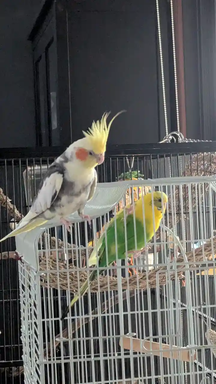A cockatiel with a yellow crest and grey-and-white feathers perches on a white birdcage, looking down at a yellow and green…
