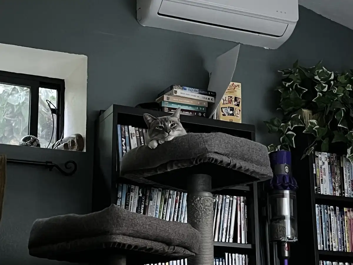 A gray tabby cat is perched atop a dark gray cat tree, looking directly at the camera with a calm, unbothered expression…