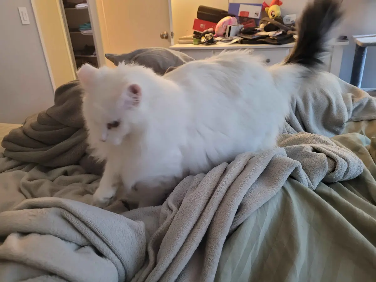 A fluffy white cat with a dark-tipped tail is lying on a rumpled gray blanket on a bed, looking down at something with a…
