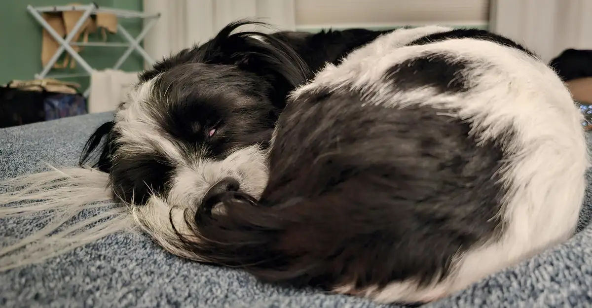 A black and white dog is curled up and sleeping soundly on a blue textured blanket. Its eyes are closed, and its long fur is…