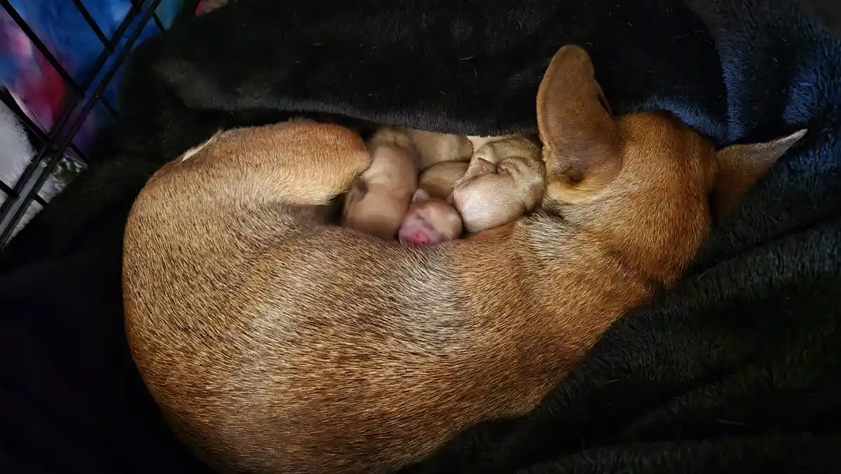 A brown mother dog is curled up in a dark blanket, with several tiny, light-brown puppies nestled tightly against her back…