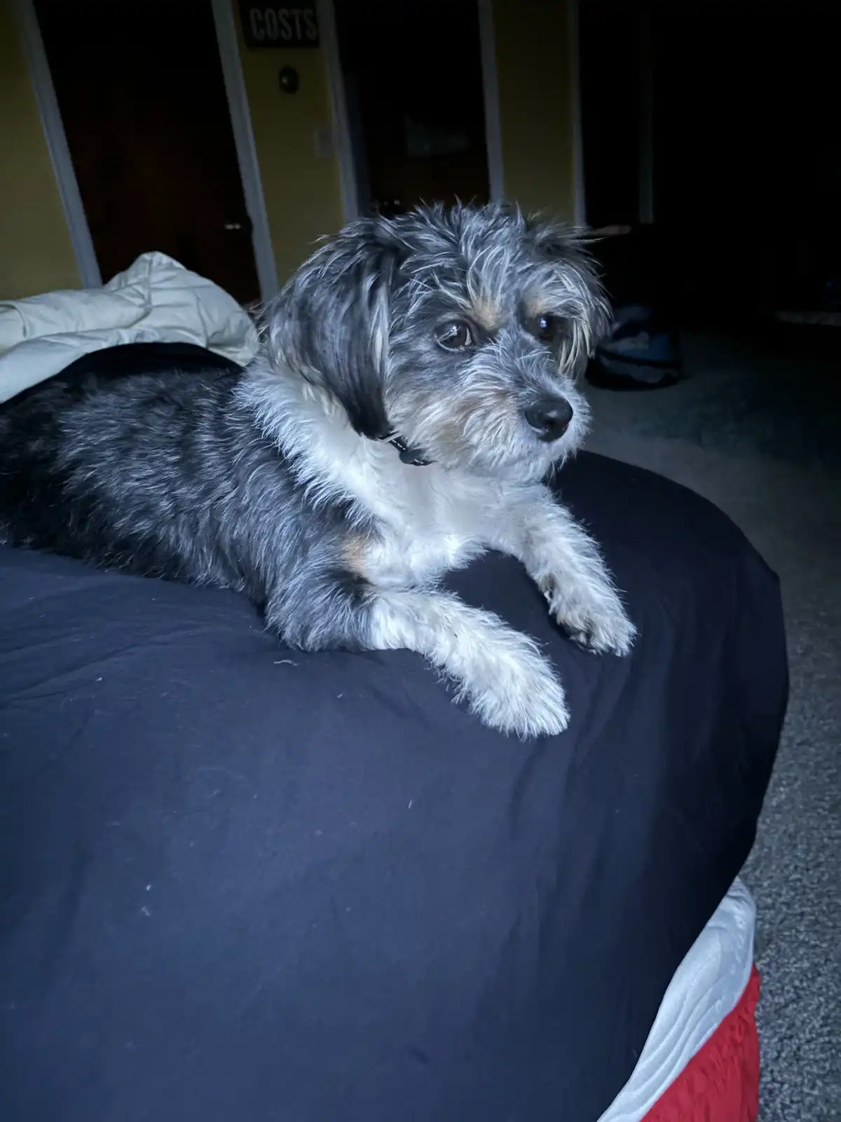 A small, scruffy dog with gray, black, and white fur lies on a dark bedspread, looking directly at the camera with a…