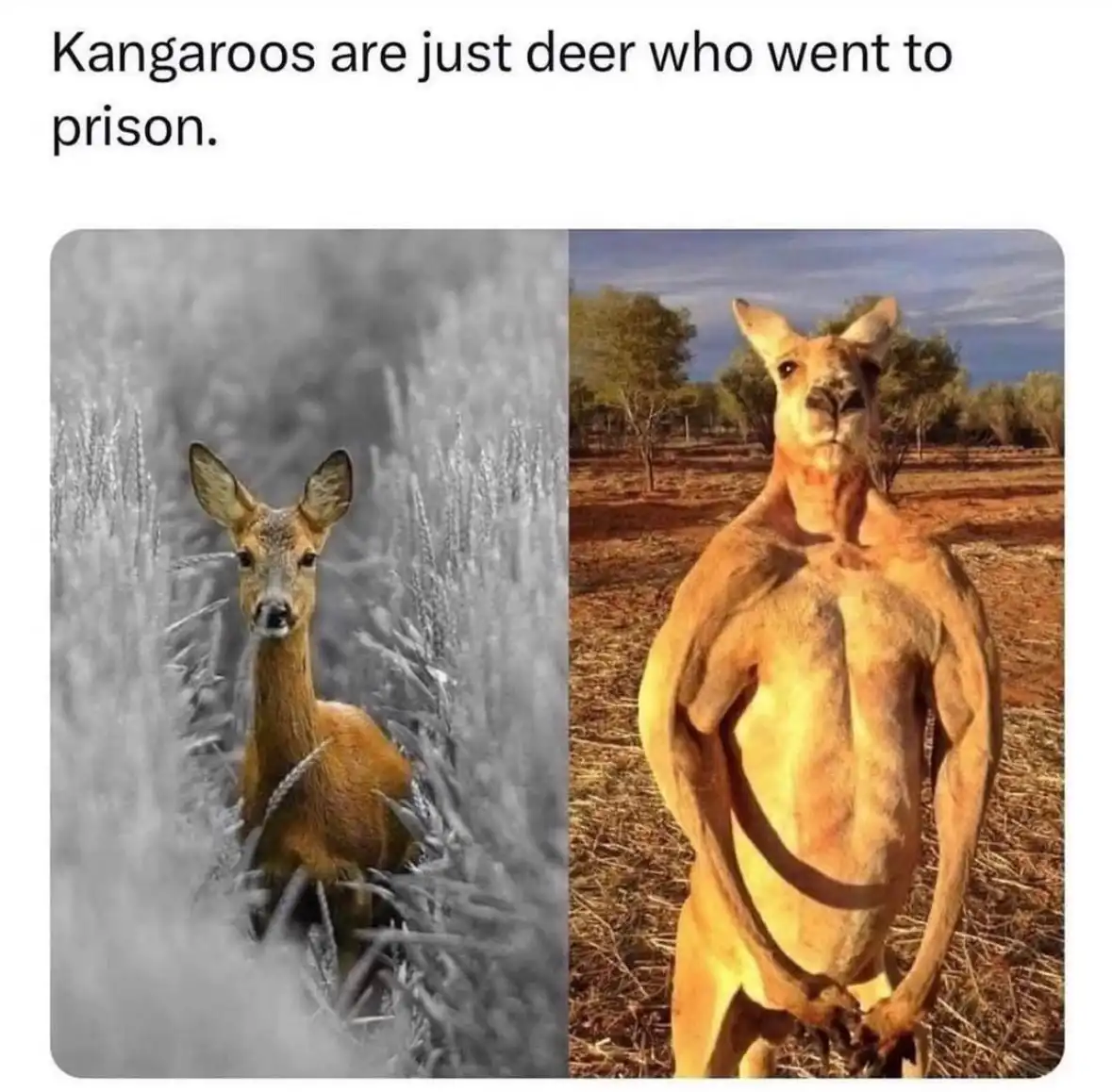 The image is split vertically: the left side shows a deer in grayscale standing in tall grass, while the right side shows a…