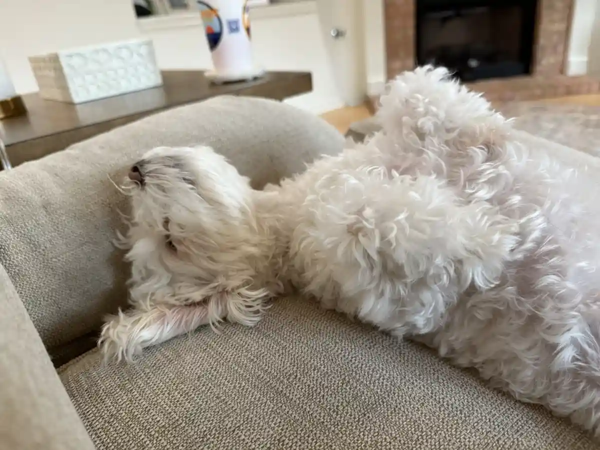 A fluffy white dog is lying on its back on a beige couch, appearing relaxed and sleepy with its head tilted up. The overlaid…