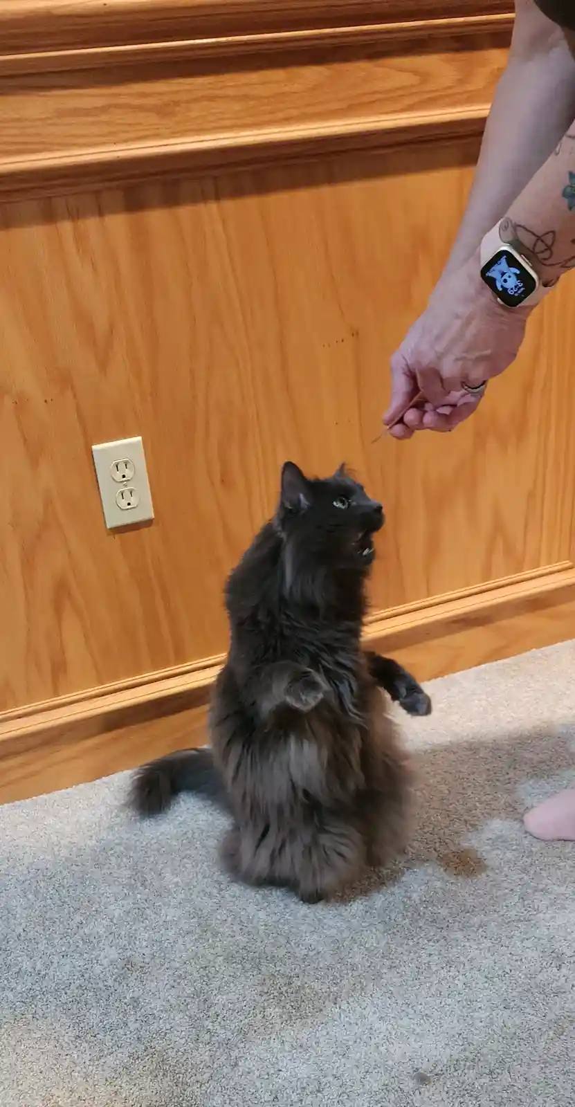 A fluffy gray cat stands on its hind legs on a carpeted floor, looking up with an open mouth at a person's hand holding a…