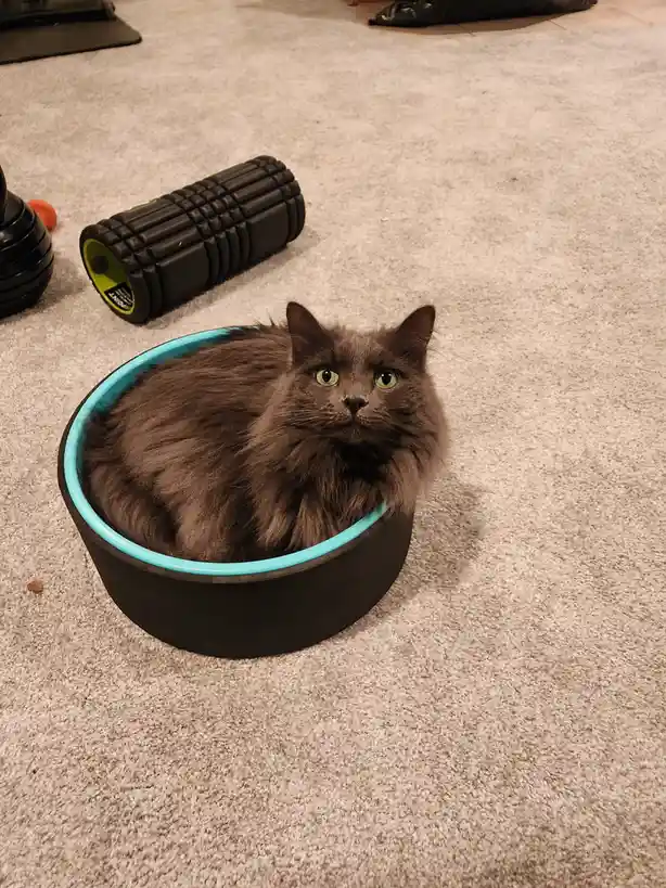 A fluffy gray cat with bright green eyes sits calmly inside a black and teal circular foam roller, which is lying on a beige…