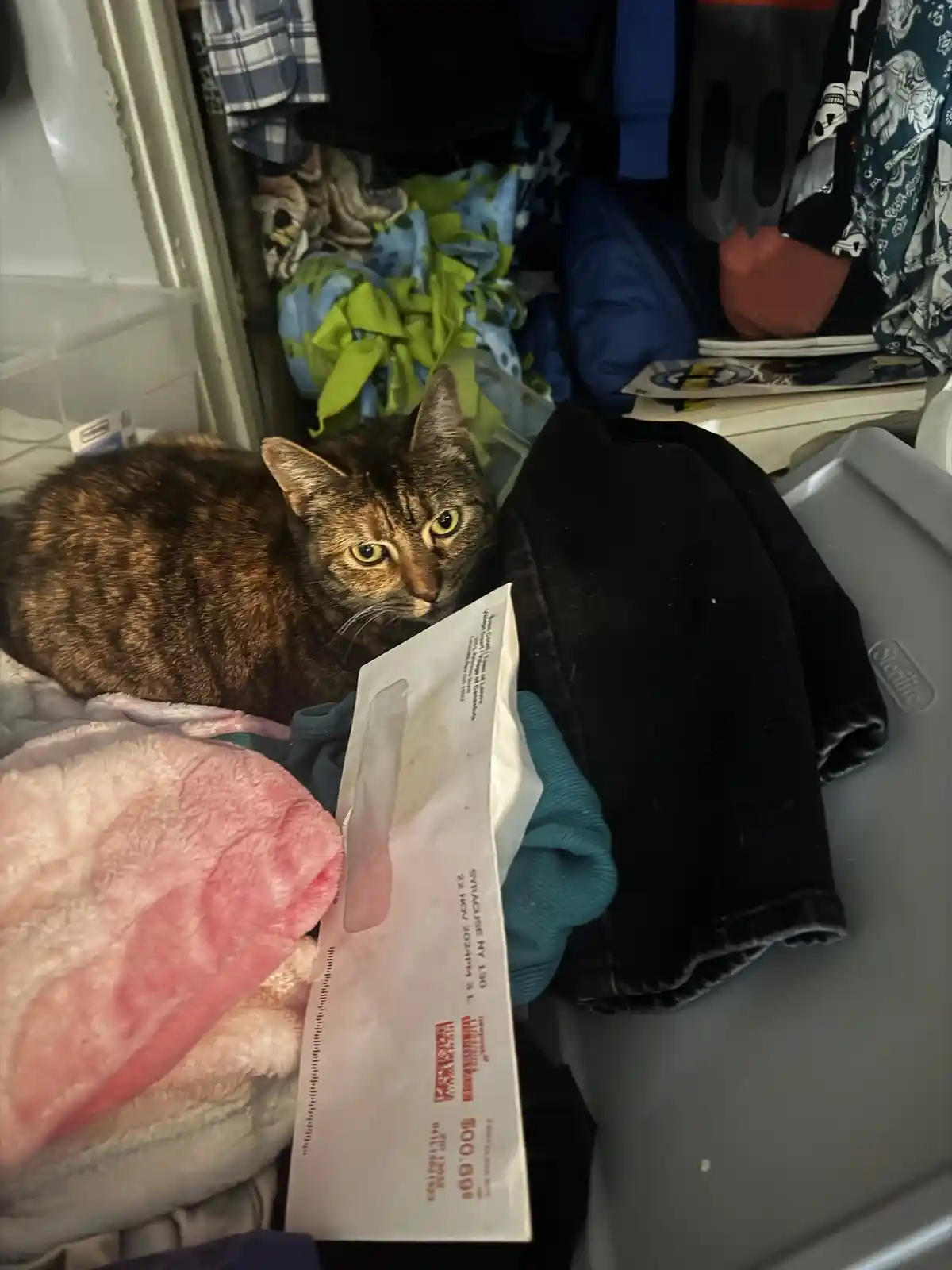 A tabby cat with green eyes sits among a pile of clothes and blankets inside a cluttered closet, looking directly at the…