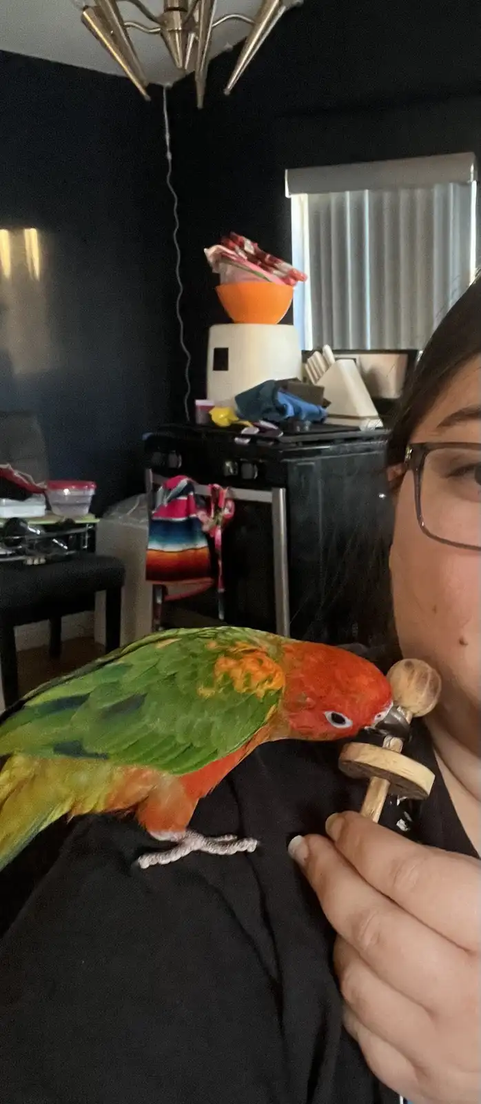 A person with glasses holds a colorful parrot on their shoulder; the bird is pecking at a wooden toy. The person's face is…