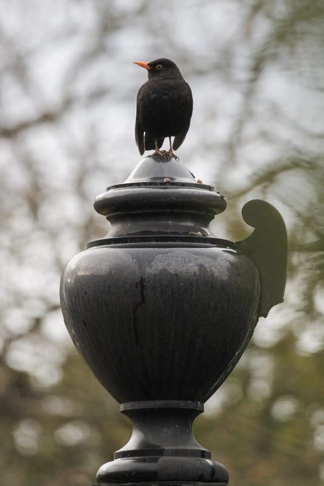 A blackbird with a bright orange beak and yellow eye-ring perches atop a black, ornate, urn-shaped lamppost. The background…