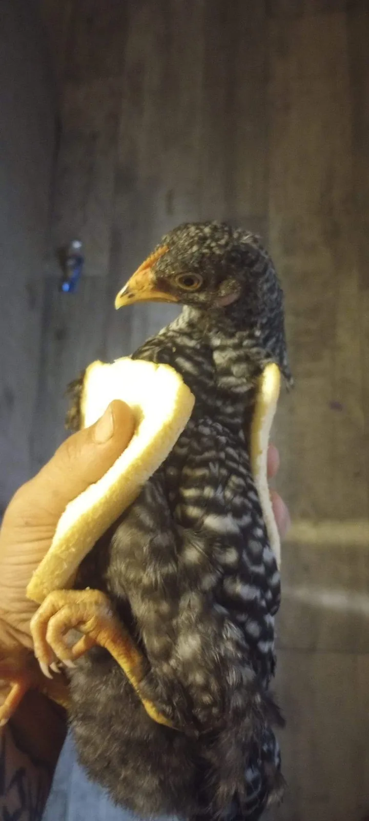 A small, speckled chick with a yellow beak and feet is being held by a person's hand, with a slice of white bread wrapped…