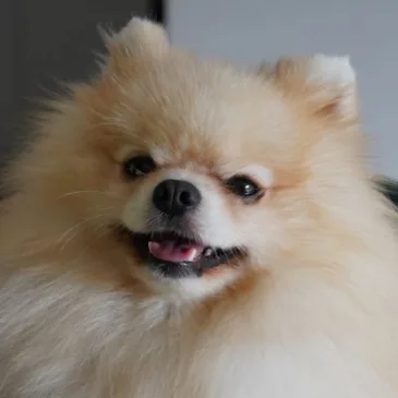 A close-up photo of a fluffy, light-brown Pomeranian dog with a happy, slightly smug expression, its mouth open showing…